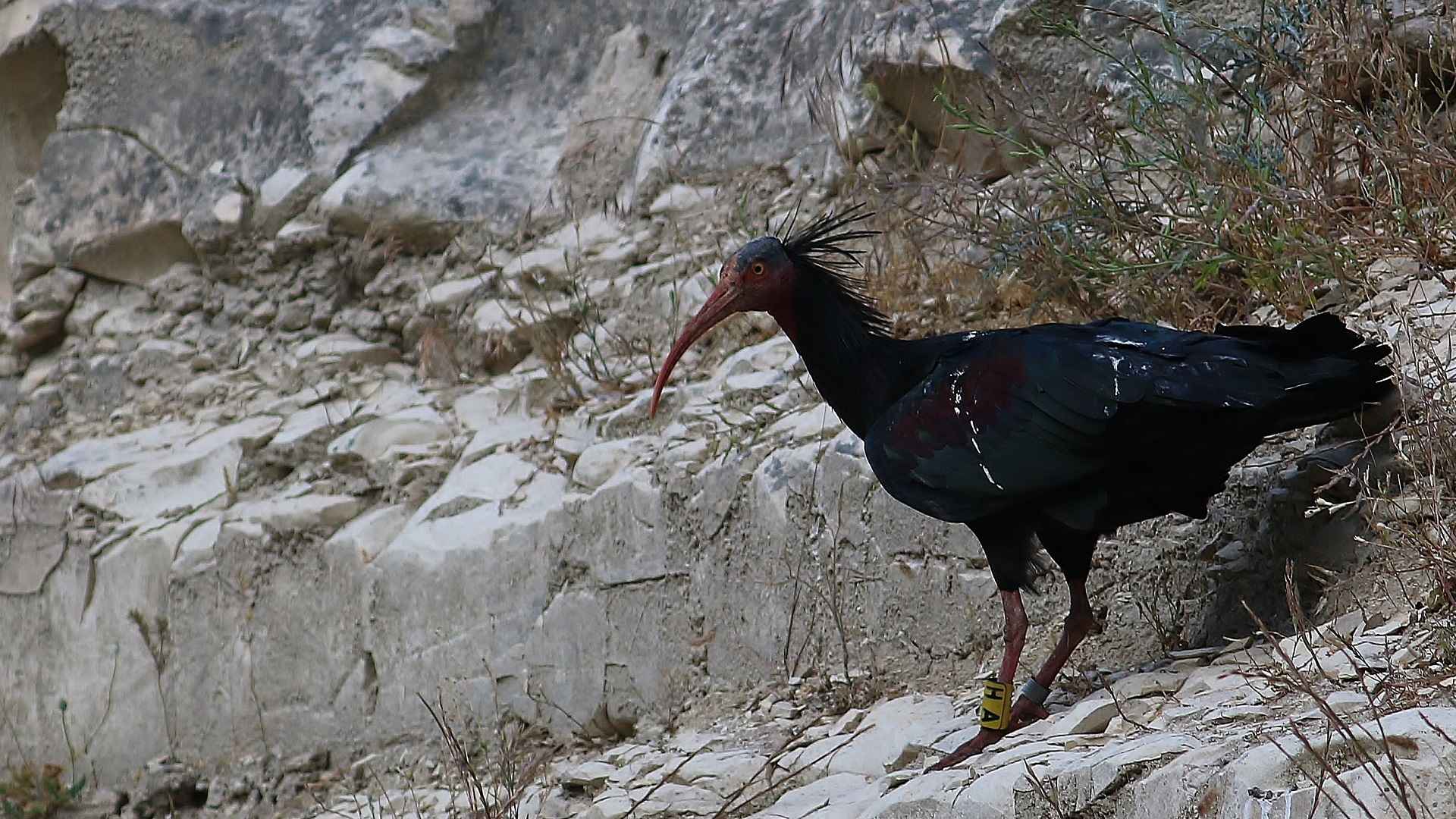 Kelaynak